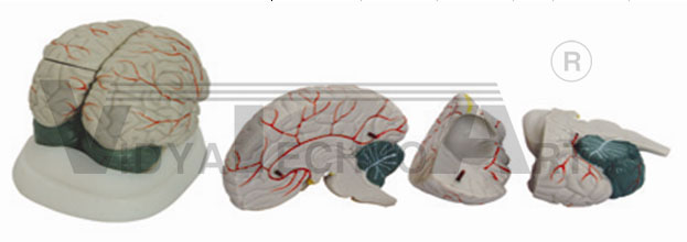 New Style Brain Model Pharmaceutical and Anatomical Model Gifts